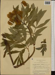 Paeonia officinalis, Western Europe (EUR) (Italy)