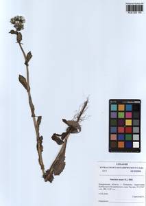 Sonchus asper (L.) Hill, Siberia, Altai & Sayany Mountains (S2) (Russia)