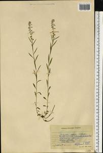 Polygala comosa Schkuhr, Eastern Europe, South Ukrainian region (E12) (Ukraine)
