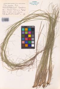 Stipa sareptana A.K.Becker, Eastern Europe, Lower Volga region (E9) (Russia)