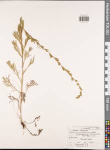 Artemisia marschalliana Spreng., Eastern Europe, Central region (E4) (Russia)