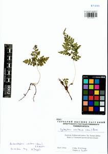 Cystopteris montana (Lam.) Desv., Siberia, Baikal & Transbaikal region (S4) (Russia)