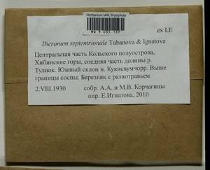 Dicranum septentrionale Tubanova & Ignatova, Bryophytes, Bryophytes - Karelia, Leningrad & Murmansk Oblasts (B4) (Russia)