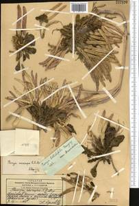 Leiospora bellidifolia (Danguy) Botsch. & Pachom., Middle Asia, Pamir & Pamiro-Alai (M2) (Kyrgyzstan)