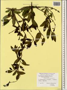 Lonicera japonica Thunb., Caucasus, Black Sea Shore (from Novorossiysk to Adler) (K3) (Russia)