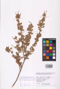 Tamarix gracilis Willd., Middle Asia, Caspian Ustyurt & Northern Aralia (M8) (Kazakhstan)