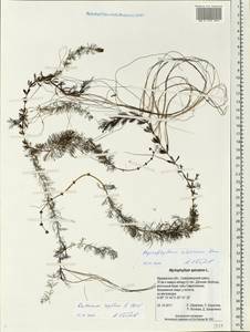 Myriophyllum sibiricum Komarov, Eastern Europe, Northern region (E1) (Russia)