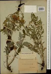 Psephellus dealbatus (Willd.) K. Koch, Caucasus, Dagestan (K2) (Russia)