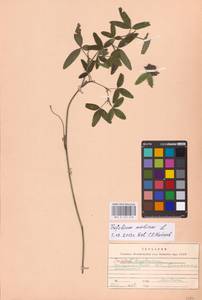 Trifolium medium L., Eastern Europe, West Ukrainian region (E13) (Ukraine)