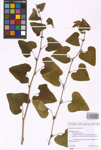 Aristolochia clematitis L., Eastern Europe, Central forest-and-steppe region (E6) (Russia)