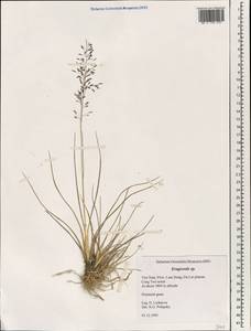 Eragrostis, South Asia, South Asia (Asia outside ex-Soviet states and Mongolia) (ASIA) (Vietnam)