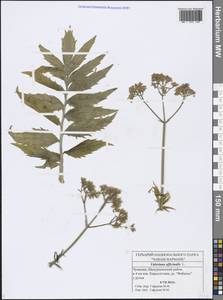 Valeriana officinalis L., Eastern Europe, Middle Volga region (E8) (Russia)