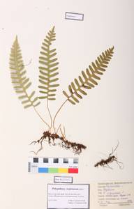Polypodium sibiricum Sipliv., Siberia, Altai & Sayany Mountains (S2) (Russia)
