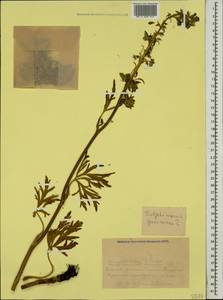 Delphinium speciosum M. Bieb., Caucasus, Krasnodar Krai & Adygea (K1a) (Russia)