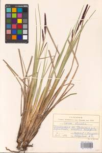 Carex elata All., Eastern Europe, Western region (E3) (Russia)