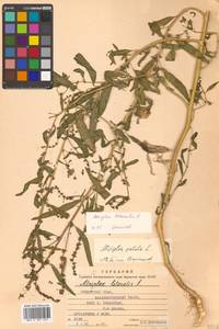 Atriplex patens (Litv.) Iljin, Siberia, Russian Far East (S6) (Russia)