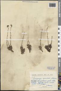 Saxifraga bronchialis subsp. bronchialis, Siberia, Baikal & Transbaikal region (S4) (Russia)