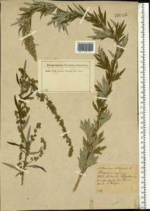 Artemisia vulgaris L., Eastern Europe, North-Western region (E2) (Russia)