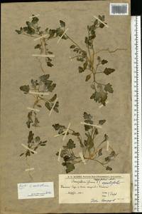 Chenopodium, Eastern Europe, Lower Volga region (E9) (Russia)