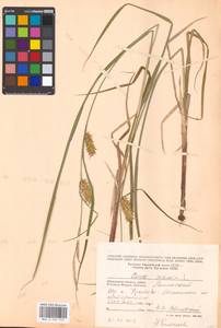 Carex vesicaria L., Eastern Europe, Moscow region (E4a) (Russia)