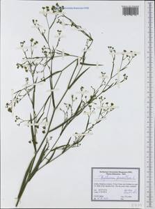 Bupleurum praealtum L., Western Europe (EUR) (Serbia)