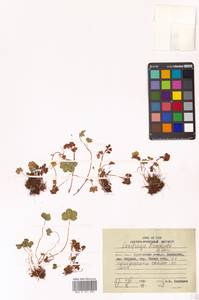 Saxifraga bracteata D. Don, Siberia, Russian Far East (S6) (Russia)