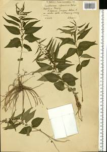 Vincetoxicum fuscatum subsp. fuscatum, Eastern Europe, Lower Volga region (E9) (Russia)