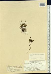 Saxifraga microcephala A.P. Khokhrjakov & V.B. Kuvaev, Siberia, Central Siberia (S3) (Russia)