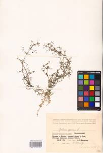 Galium spurium L., Eastern Europe, Lower Volga region (E9) (Russia)