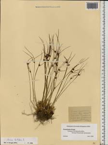 Oreojuncus trifidus (L.) Záv. Drábk. & Kirschner, Eastern Europe, Northern region (E1) (Russia)