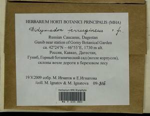 Geheebia ferruginea (Schimp. ex Besch.) R.H. Zander, Bryophytes, Bryophytes - North Caucasus & Ciscaucasia (B12) (Russia)