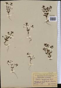 Veronica campylopoda Boiss., Middle Asia, Western Tian Shan & Karatau (M3) (Kazakhstan)
