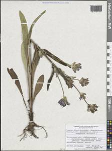 Campanula cervicaria L., Eastern Europe, Central forest-and-steppe region (E6) (Russia)