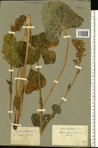 Ligularia sibirica (L.) Cass., Eastern Europe, Eastern region (E10) (Russia)