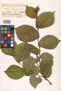 Ulmus laevis Pall., Eastern Europe, Middle Volga region (E8) (Russia)