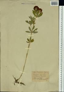 Trifolium lupinaster L., Siberia, Western (Kazakhstan) Altai Mountains (S2a) (Kazakhstan)