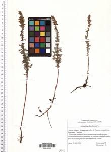 SMR001335, Artemisia abrotanum L., Eastern Europe, Middle Volga region (E8) (Russia)