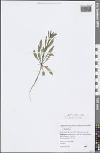 Lepidium apetalum Willd., Siberia, Baikal & Transbaikal region (S4) (Russia)