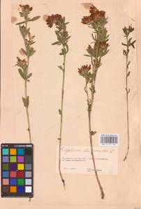 Trifolium lupinaster L., Eastern Europe, Eastern region (E10) (Russia)