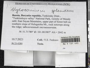 Hylocomium splendens (Hedw.) Schimp., Bryophytes, Bryophytes - Baikal & Transbaikal regions (B18) (Russia)