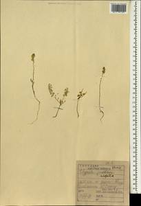Clypeola aspera (Grauer) Turrill, South Asia, South Asia (Asia outside ex-Soviet states and Mongolia) (ASIA) (Iraq)