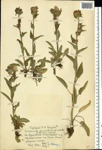 Campanula glomerata L., Eastern Europe, Moscow region (E4a) (Russia)