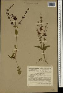 Salvia judaica Boiss., South Asia, South Asia (Asia outside ex-Soviet states and Mongolia) (ASIA) (Israel)