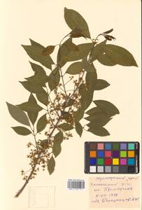 Euonymus maackii Rupr., Siberia, Russian Far East (S6) (Russia)