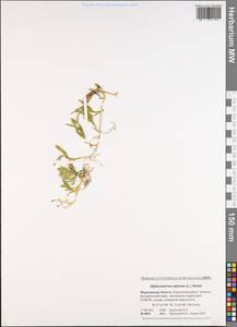 Diphasiastrum alpinum (L.) Holub, Eastern Europe, Northern region (E1) (Russia)