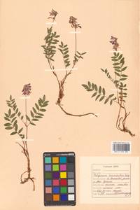 Hedysarum inundatum Turcz., Siberia, Russian Far East (S6) (Russia)