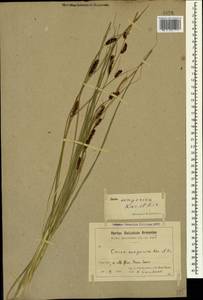 Carex songorica Kar. & Kir., Caucasus, Armenia (K5) (Armenia)