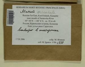 Mnium orientale R.E. Wyatt, Odrzyk. & T.J. Kop., Bryophytes, Bryophytes - Russian Far East (excl. Chukotka & Kamchatka) (B20) (Russia)