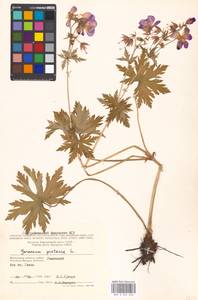 Geranium pratense L., Eastern Europe, Moscow region (E4a) (Russia)