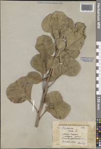 Pistacia vera L., Middle Asia, Western Tian Shan & Karatau (M3) (Kyrgyzstan)